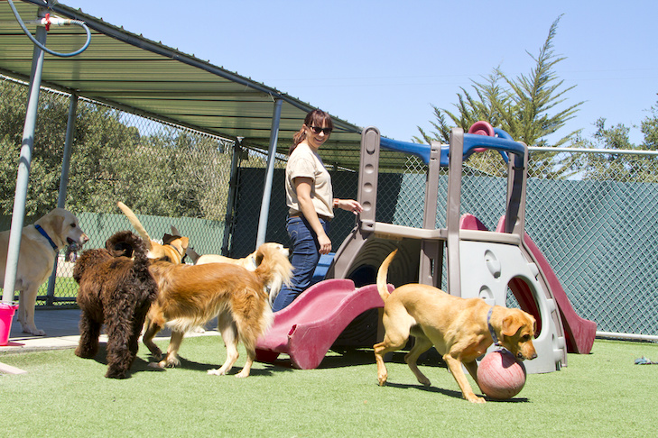 Dogtopia of Crestview