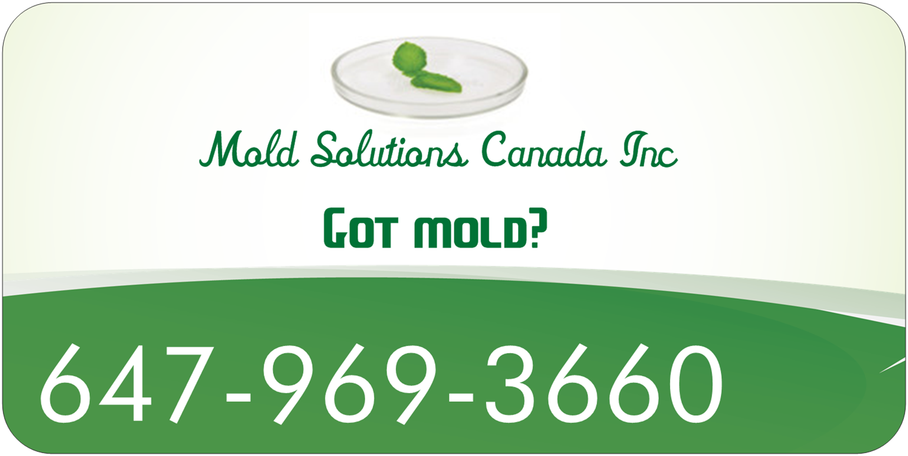 Mold Solutions Canada - Mold Removal Brampton