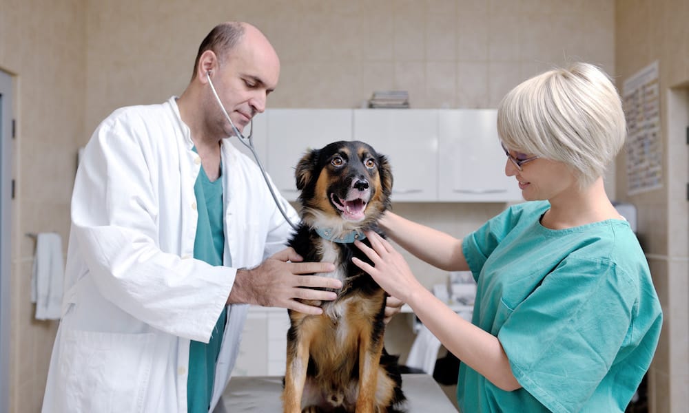 Hillcrest Animal Hospital
