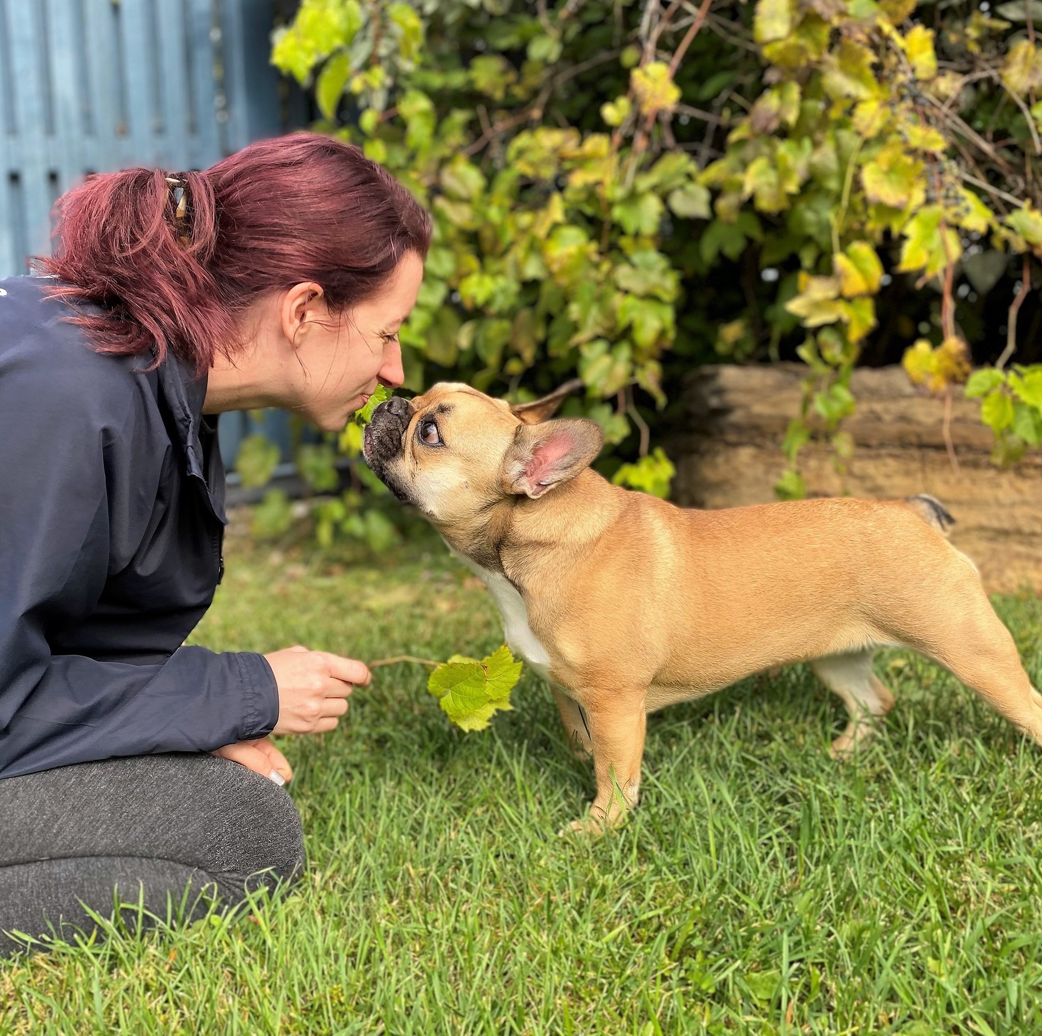 Halo Dog Training