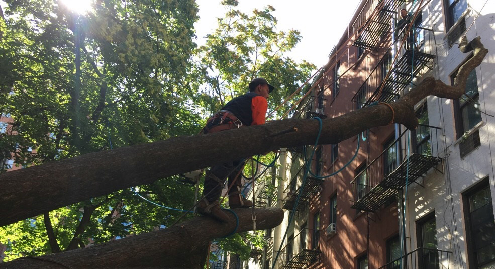 NYC Tree Pro