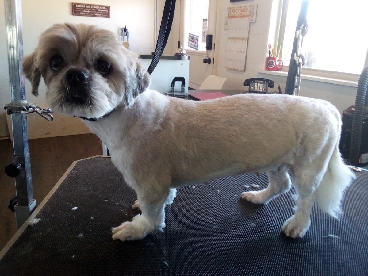 Glo'more Grooming