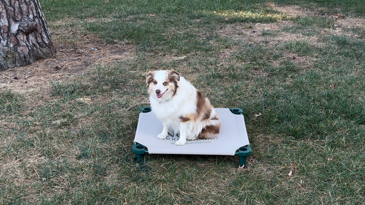 Noble Dog Training