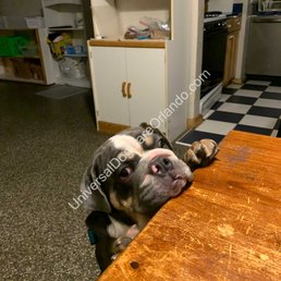 Universal Dog Care Orlando, Dog Care and Dog Boarding