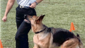 Dogwise Behaviour & Training Center