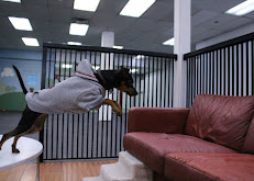 Good Karma Doggie Daycare and Petspa
