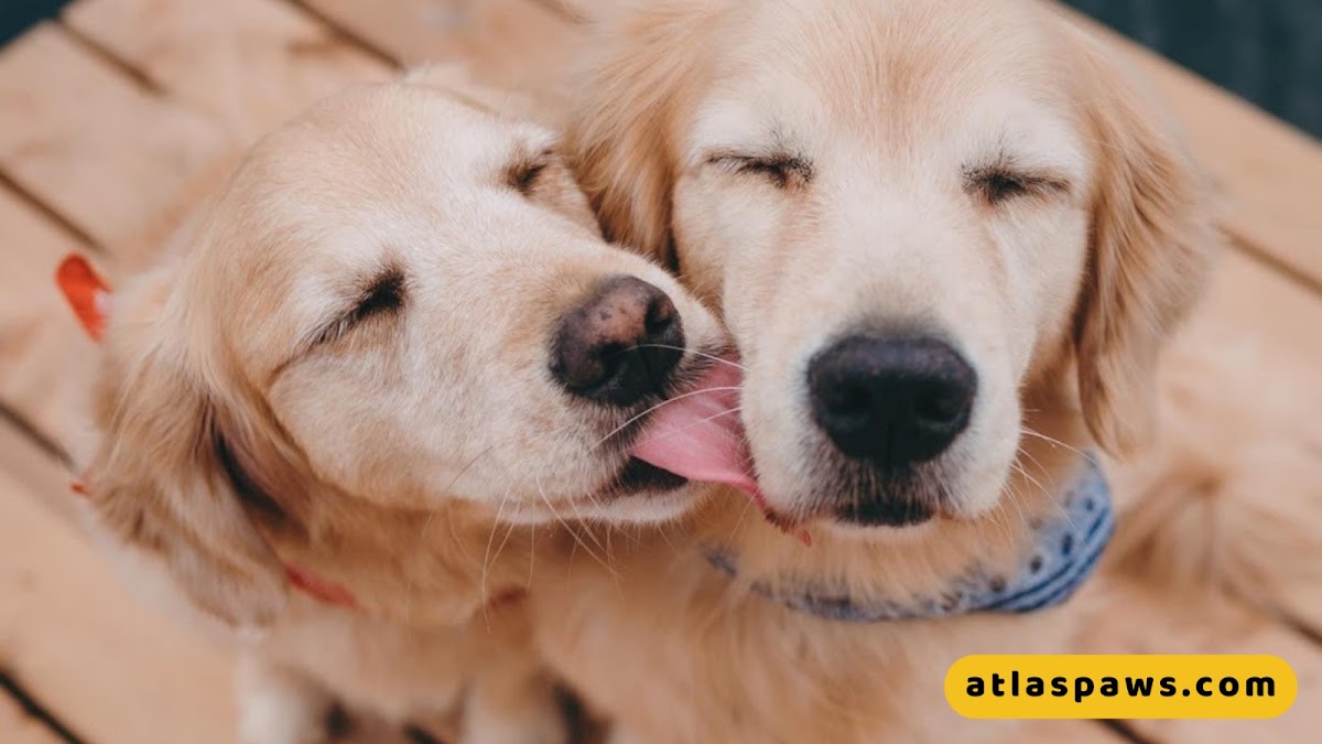 Atlas Paws Club