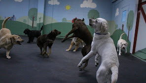 Good karma dog hot sale daycare