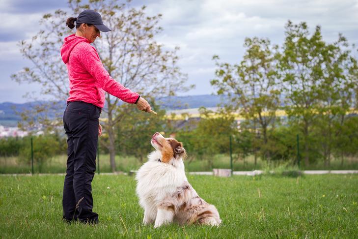 Colonial Dog Training