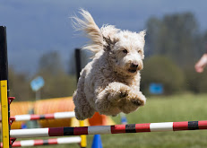 DogWorks Training Inc.