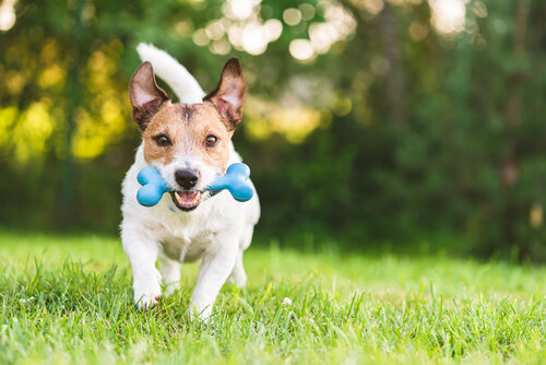 Brooklyn Pup Dog Training