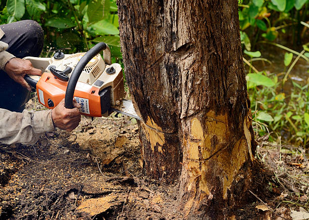 The Tree Firm