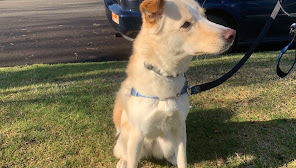 Happi Dog Training