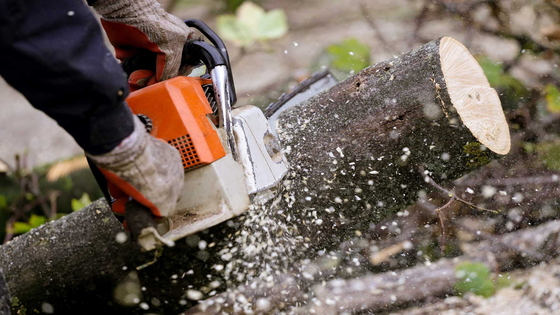 Acuna Tree Services