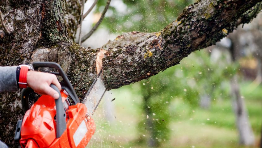 Memphis Tree Service Experts