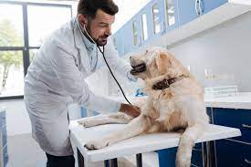 Snelgrove Veterinary Services reviews