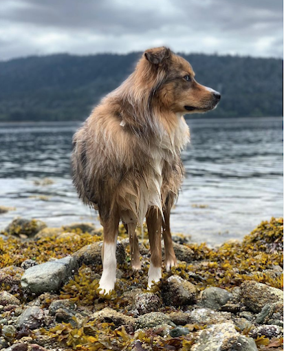 Happi Dog Training