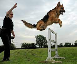 Nova Dogsport