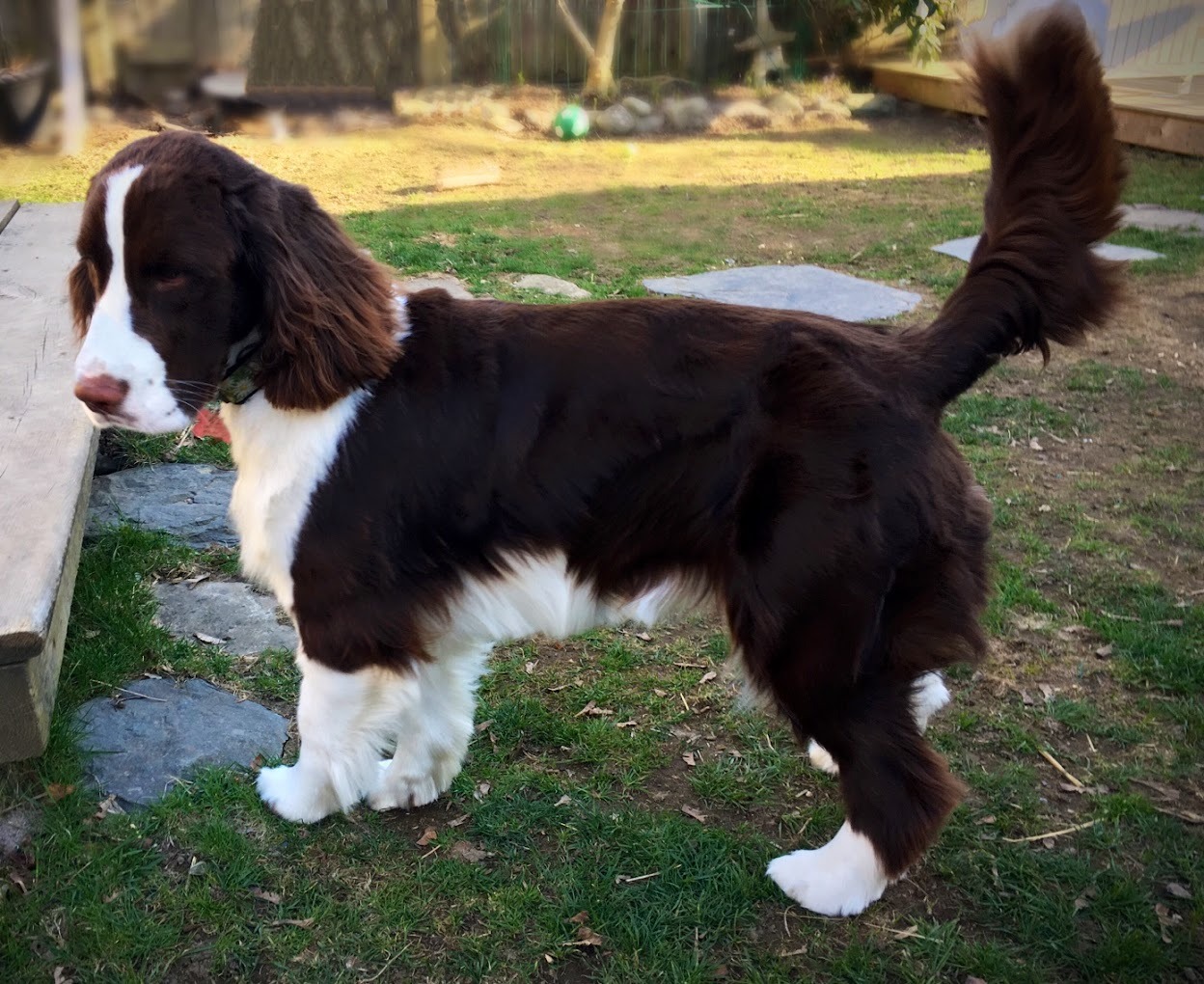 A Pooch Parlour Pet Groomers