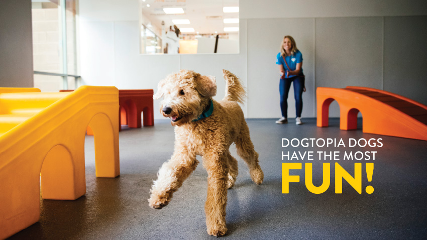 Dogtopia of Omaha-Millard