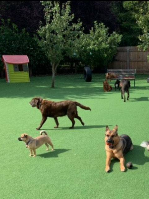 Hot Doggies