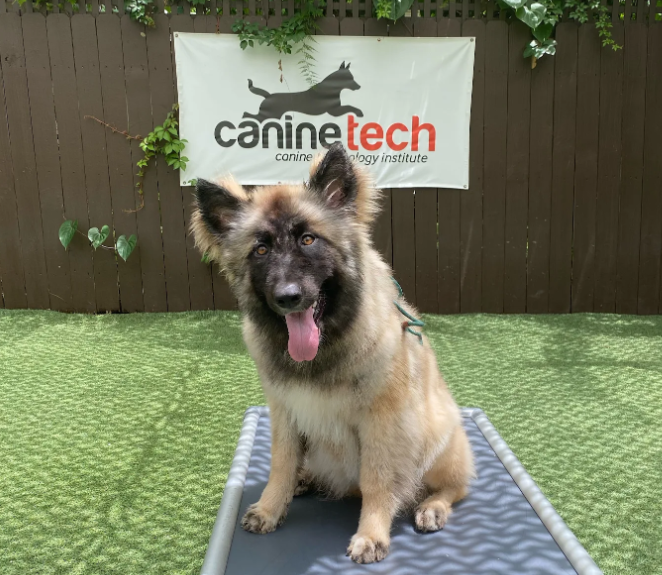 Canine Technology Institute - Miami Dog Boarding & Training School