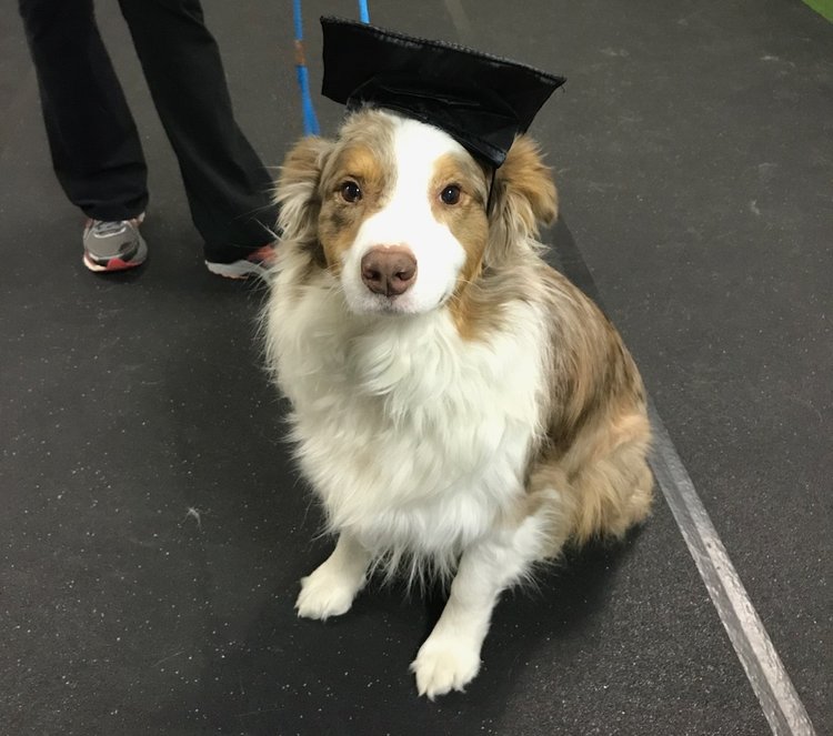 Front Range K9 Academy