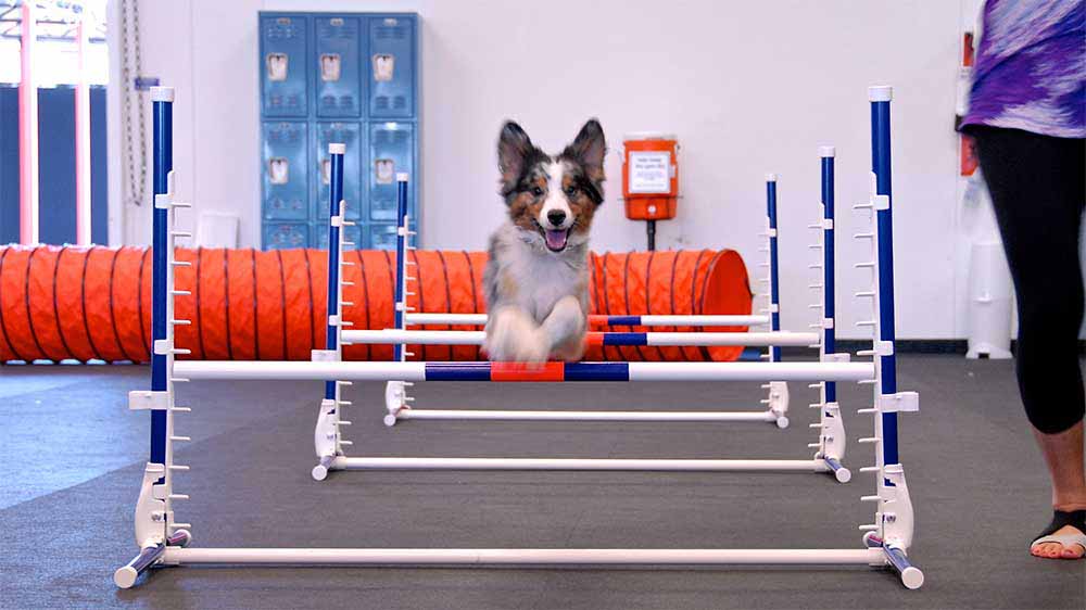 Zoom Room Dog Training