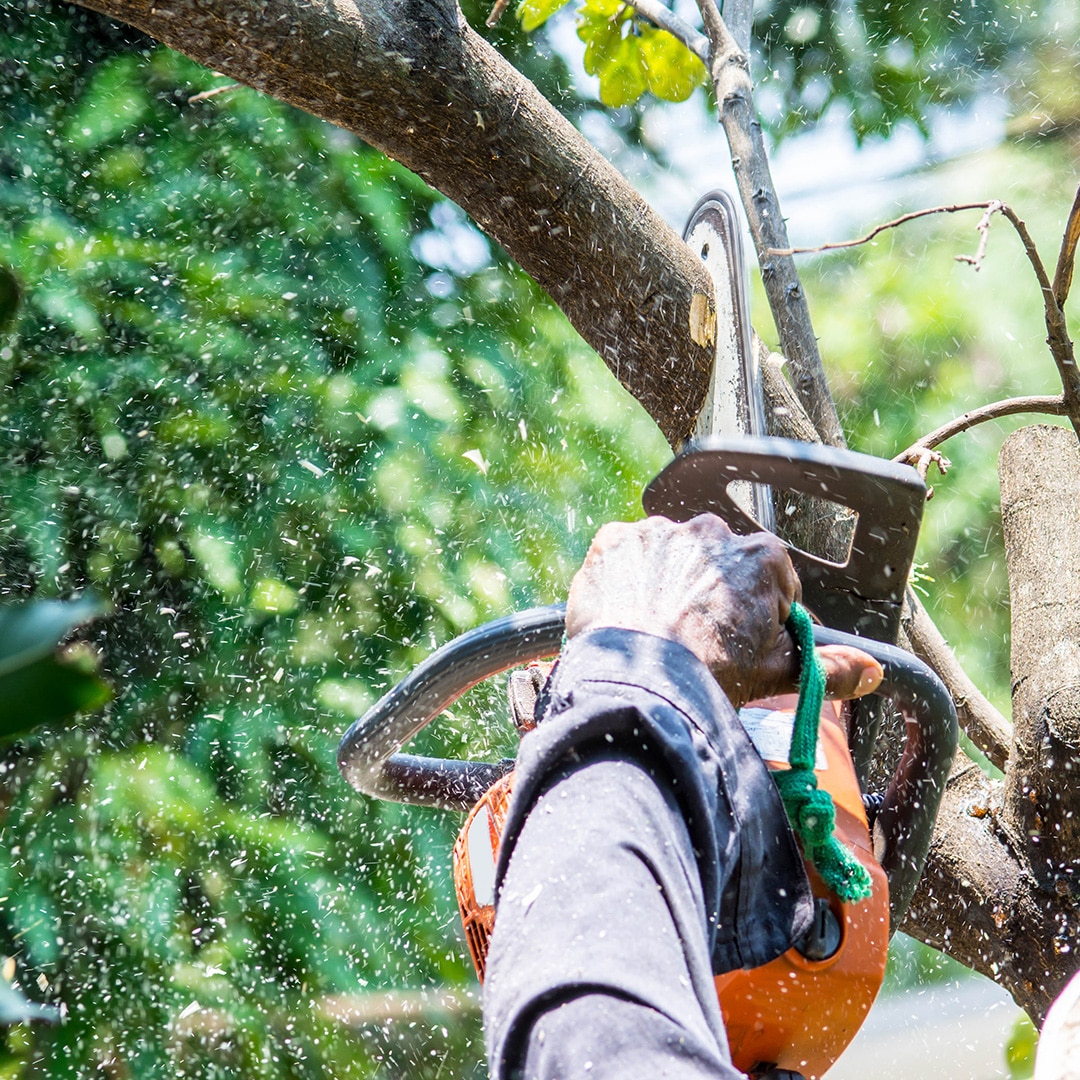 Red's Tree Services & Stump Grinding