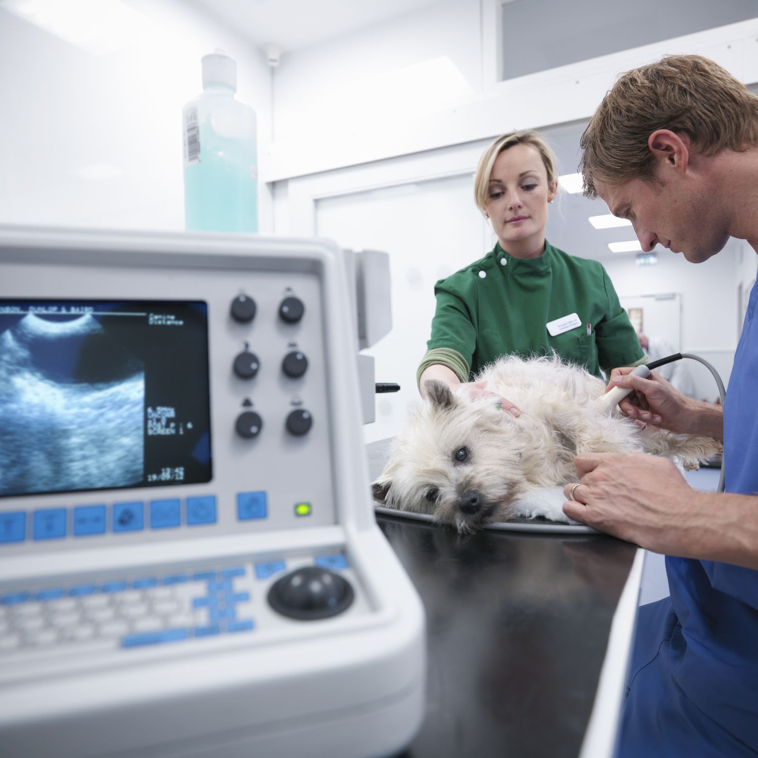 Back Bay Veterinary Clinic