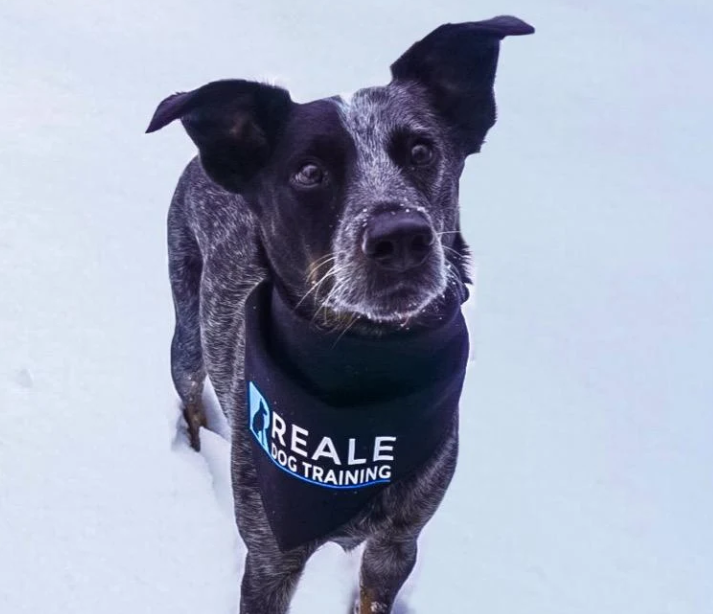 Reale Dog Training