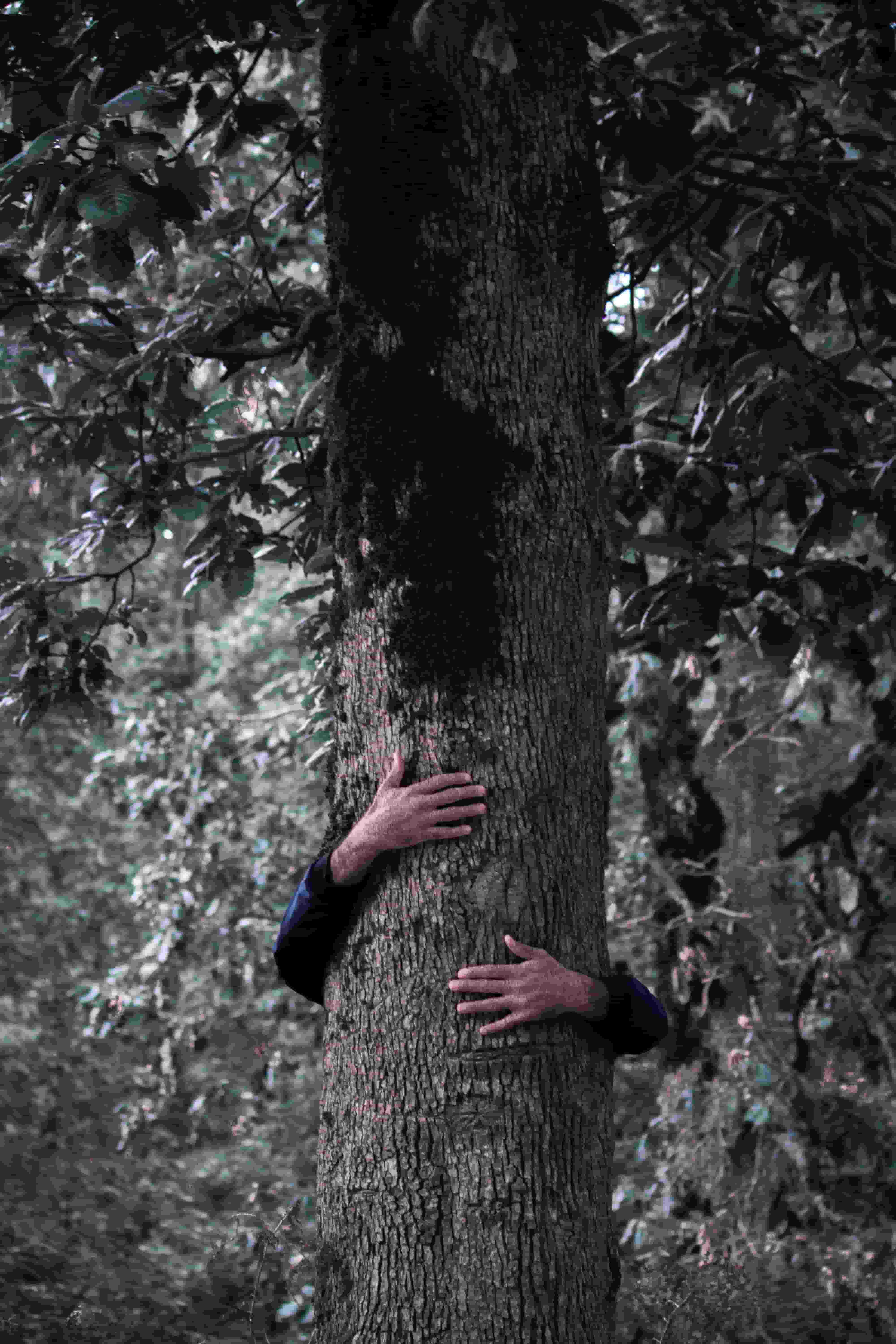 Hoff Tree Services