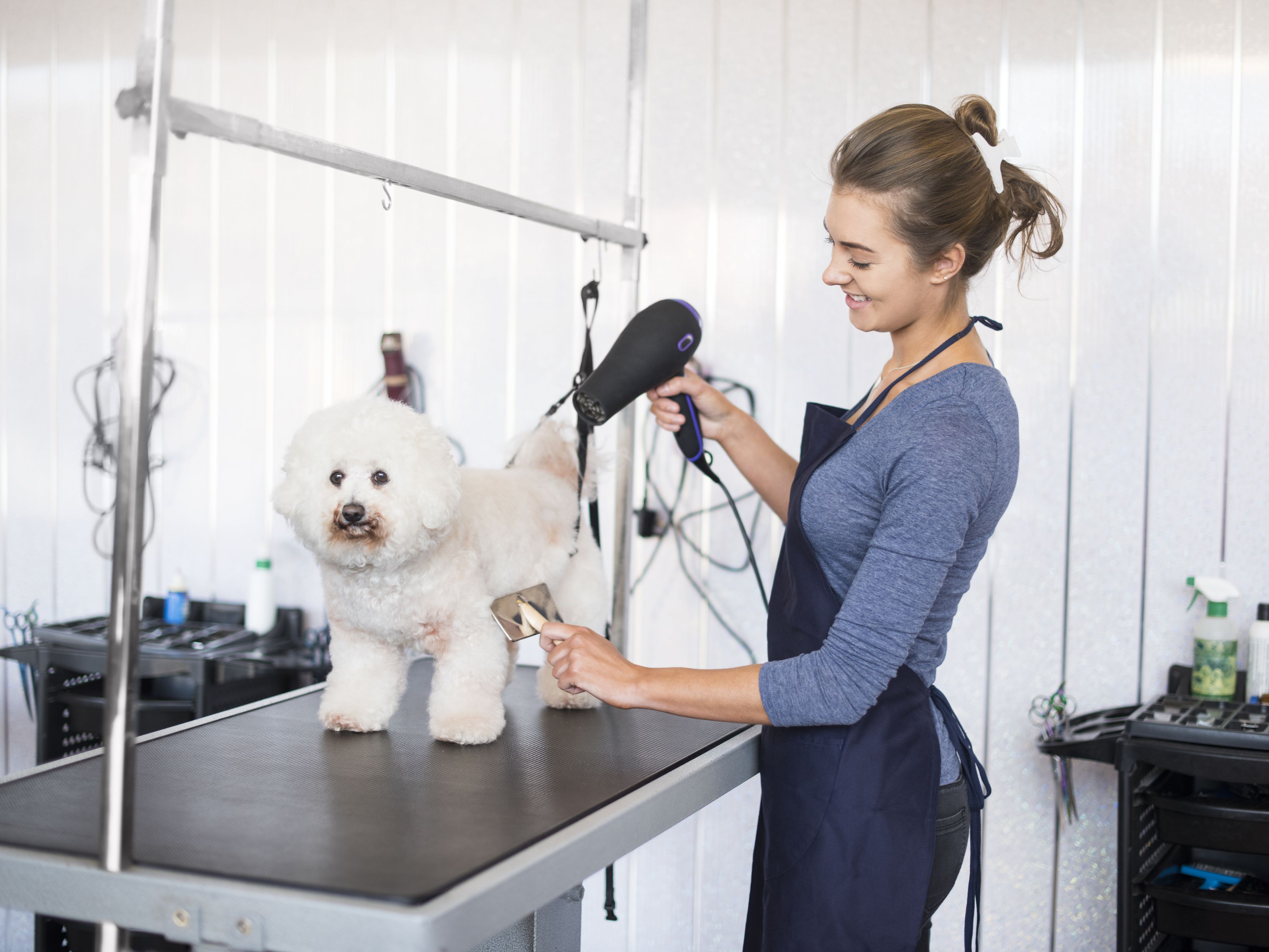 Dewberry Dogs Spa