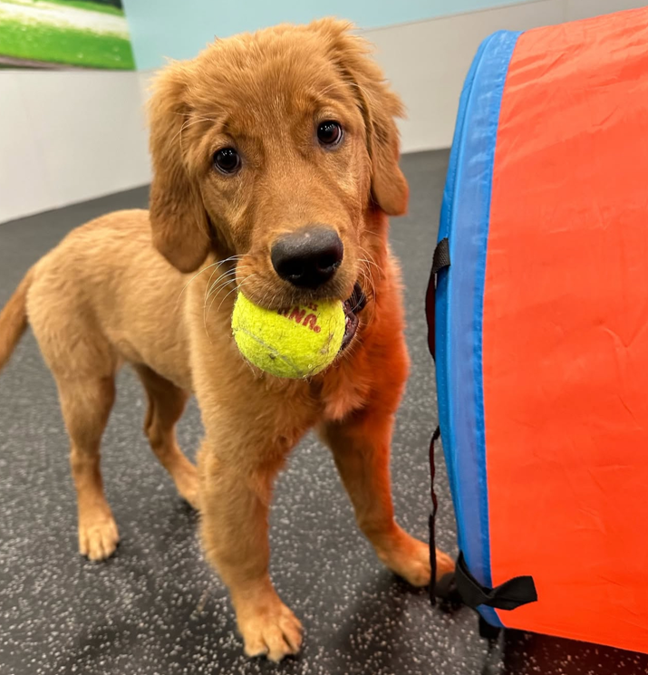 Dogtopia of Fort Lauderdale - Northeast