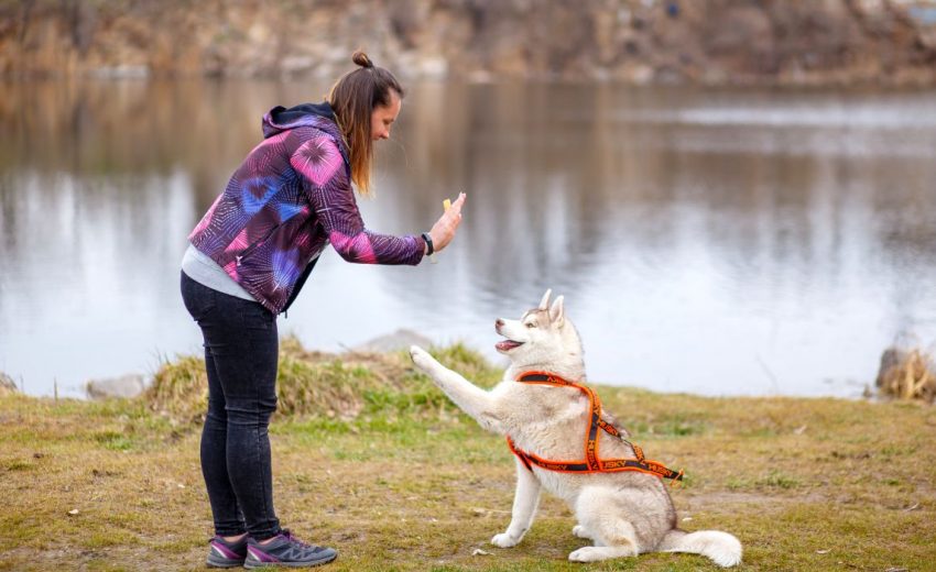The Pawsitive Dog