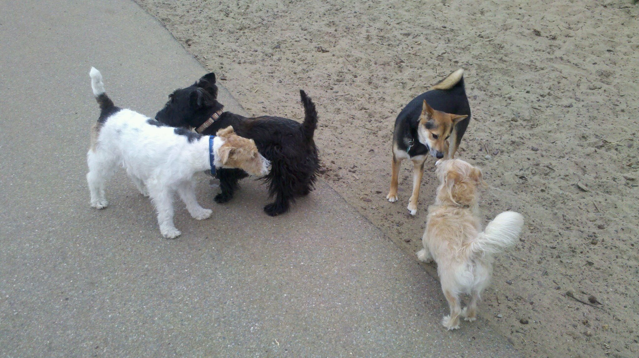 Sf City Dog Walks