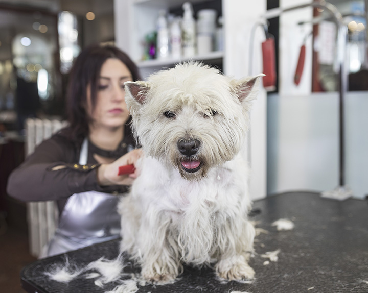Diamond Dogs House Of Grooming