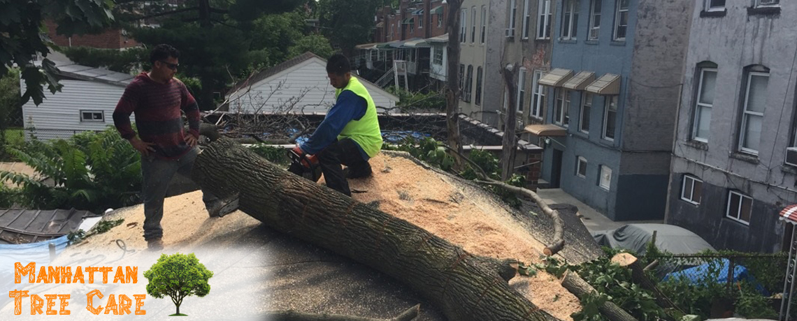 Manhattan Tree Care
