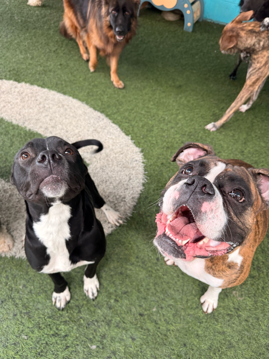 Luna Pet Resort