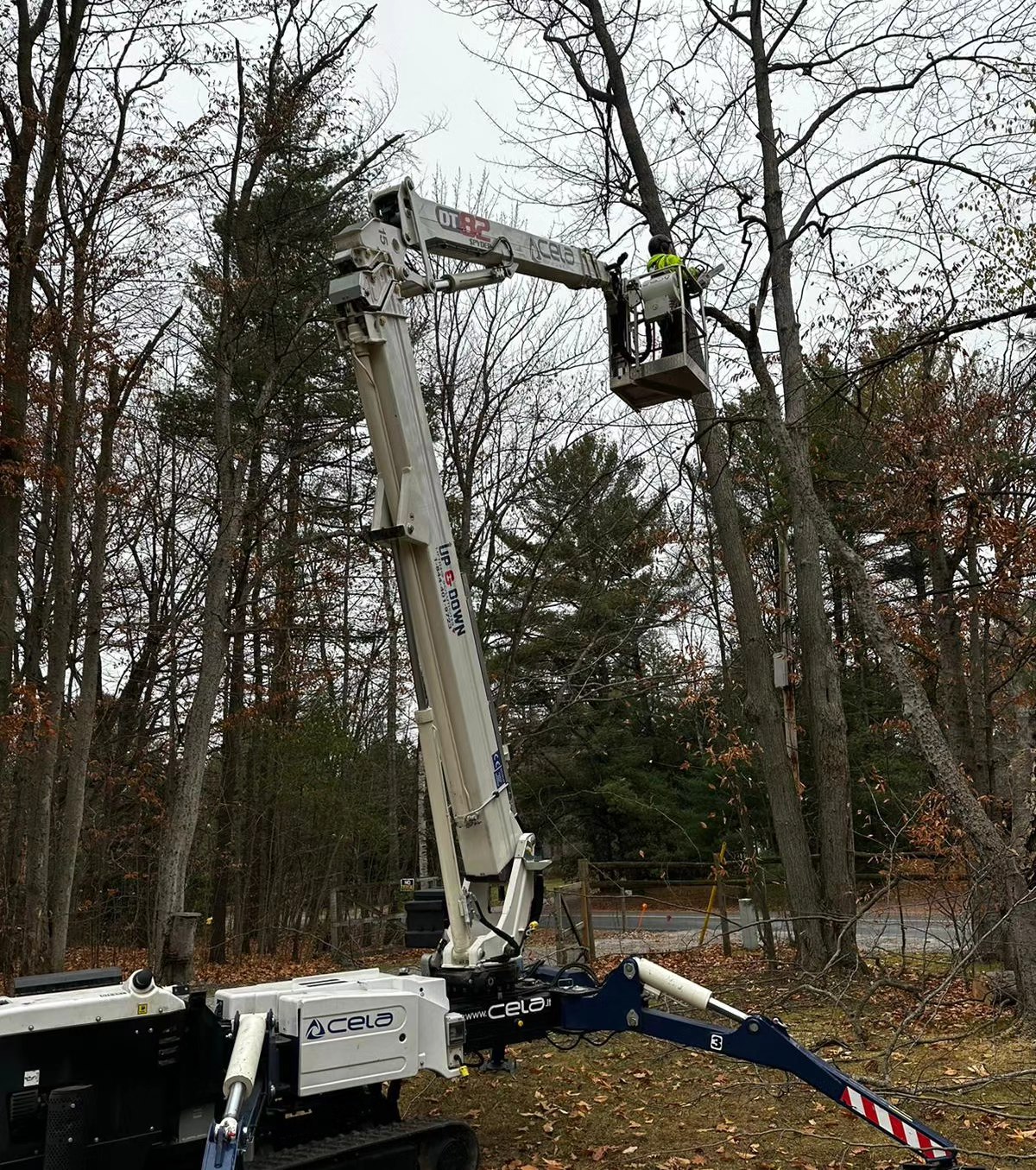 Shady Lane Expert Tree Care