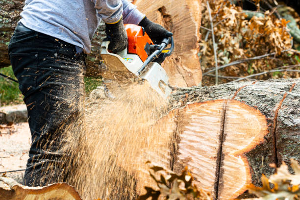 Arbour Crest Tree Services Ltd