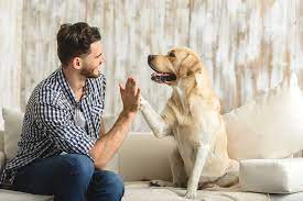 Pet Lounge Miami