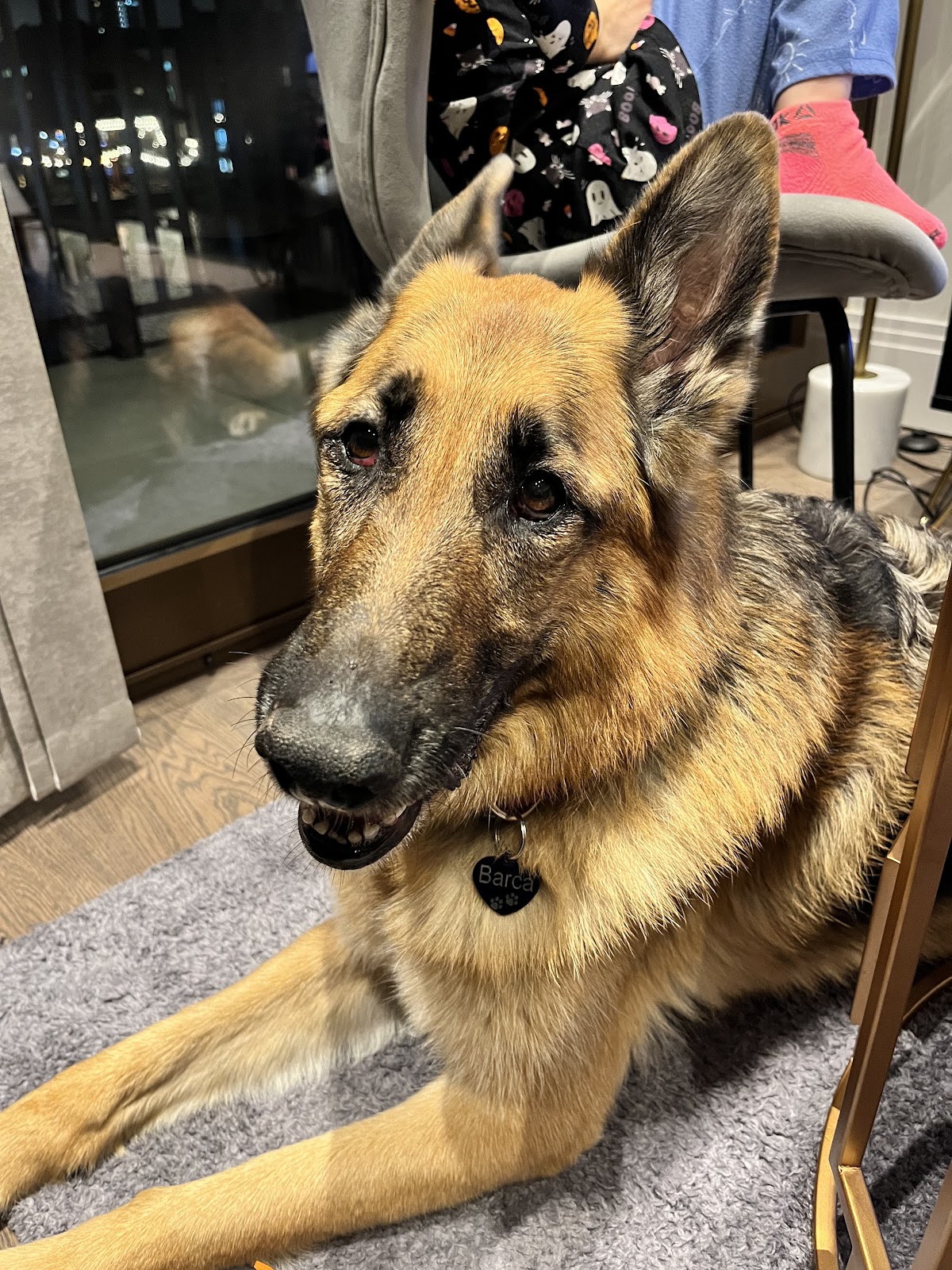 International Animal Lounge YYC