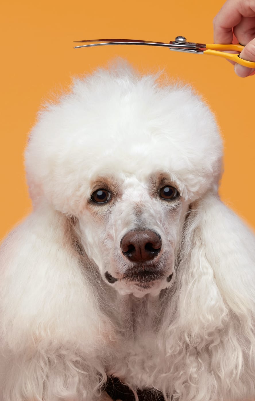 Petco Grooming