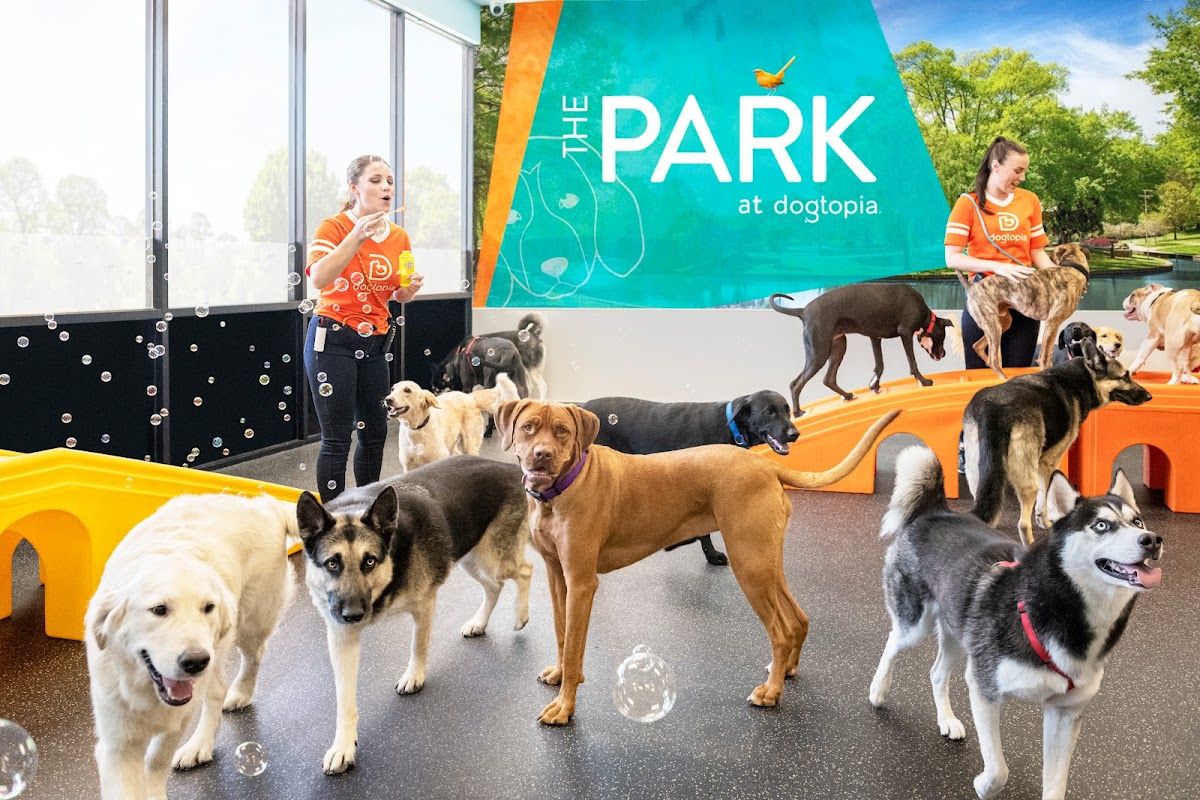 Dogtopia of Uptown Phoenix
