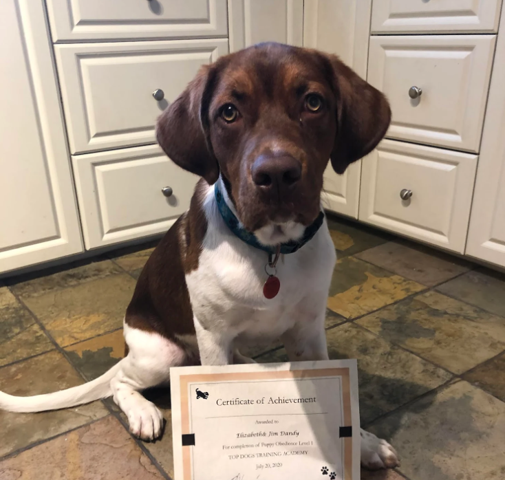 Top Dogs Training Academy