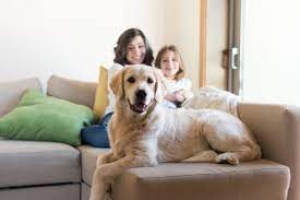 Smart Paws Chicago