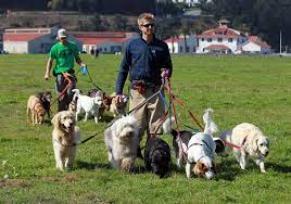 Field Days Dog Walking