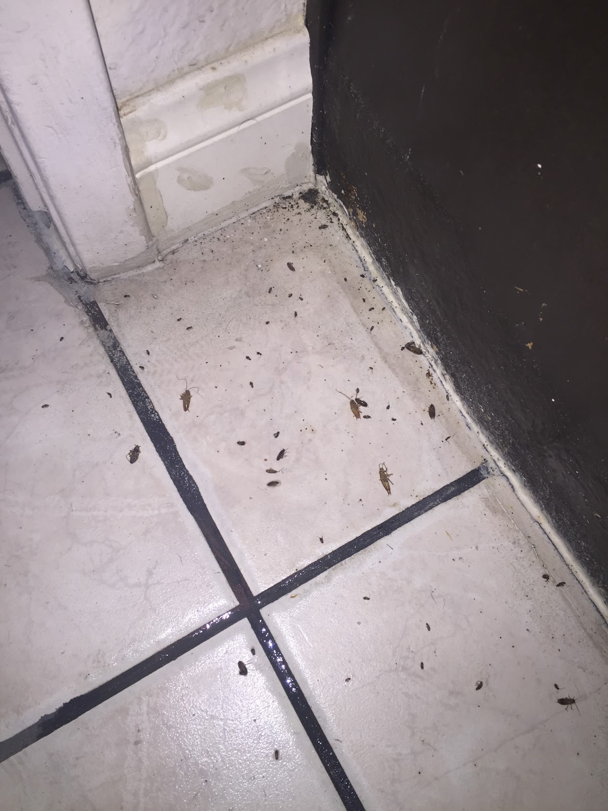 Josh The Bug Guy - Pest Control in Las Vegas