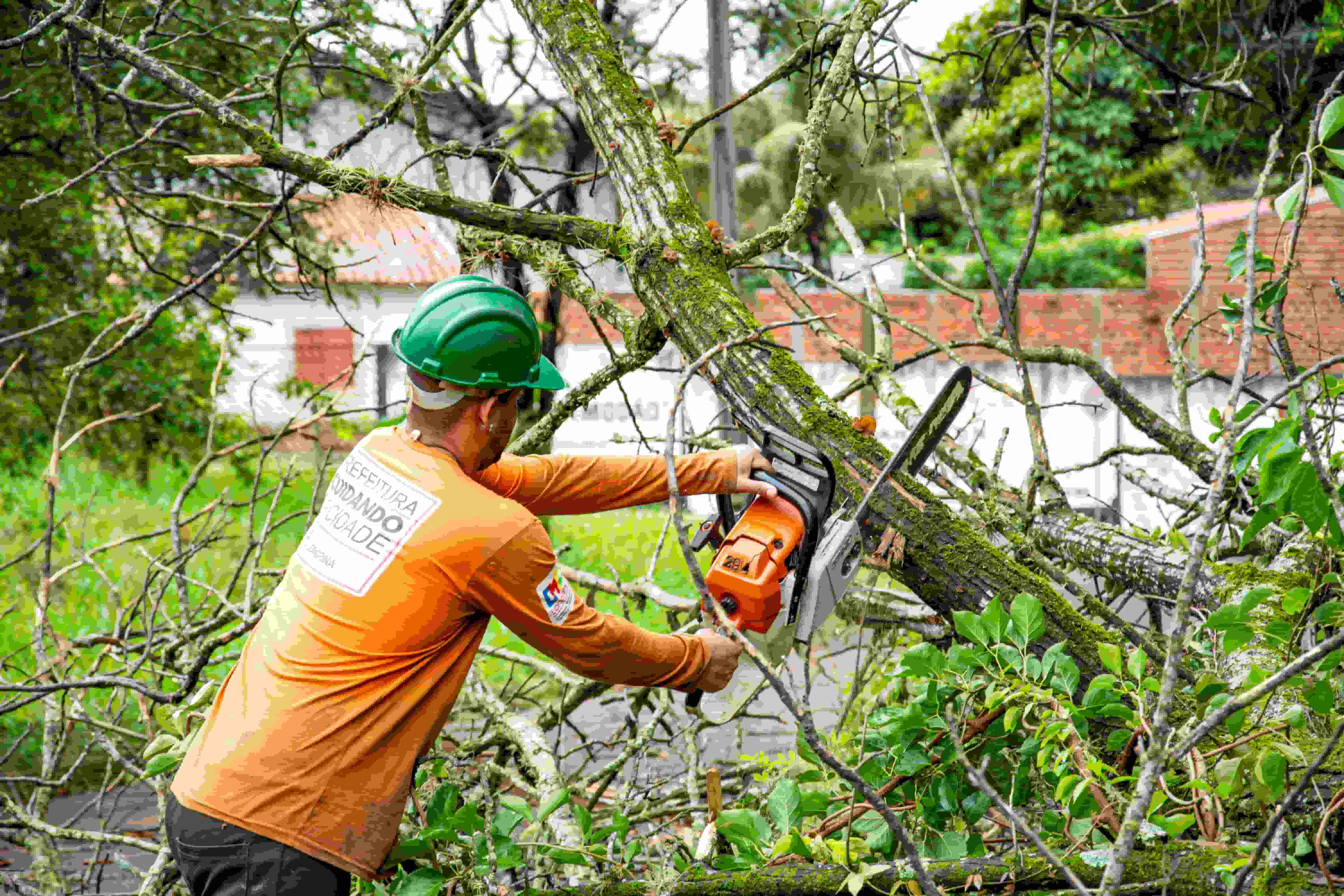 1, 2 Tree Care - Tree Service North Vancouver